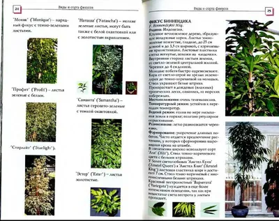 Фикус Бенджамина - «Звездочки моей оранжереи)) Коллекция любимых Бенджиков,  фото 18 видов» | отзывы