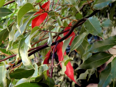 Plants | Free Full-Text | Phytochemistry, Pharmacological Properties, and  Recent Applications of Ficus benghalensis and Ficus religiosa