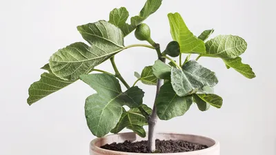 Silverberry 'Elaeagnus Pungens' : r/Bonsai