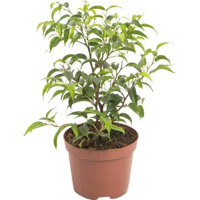 Collection Vector Leaves Different Varieties Ficus Stock Vector (Royalty  Free) 480306901 | Shutterstock