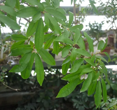 Коллекции растений ЦСБС СО РАН - Ficus formosana Maxim. – Фикус Формозана