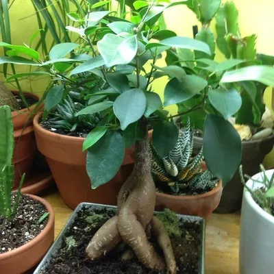 Formosana (поставщики Ficus Formosana - Formosana (Ficus Formosana оптом -  PLANT FUN