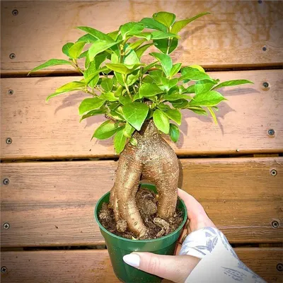 Formosana (поставщики Ficus Formosana - Formosana (Ficus Formosana оптом -  PLANT FUN