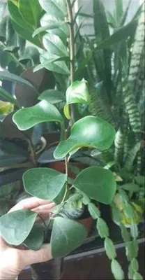 Цизигиум формозанум. красочные листья. Стоковое Фото - изображение  насчитывающей флора, природа: 247760590