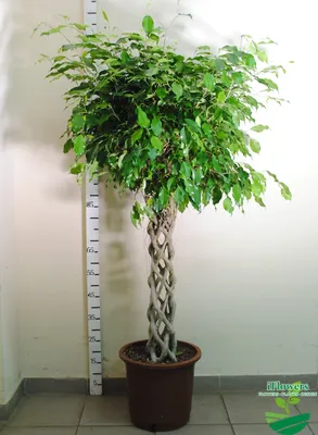 Ficus Tree, Benjamina Standard - 15 Gallon [Rental] – Cinema Greens