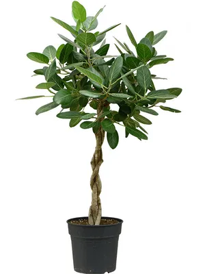 6' Ficus Benjamina Silk Tree - Petals.com