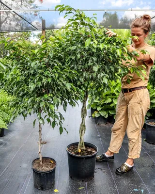 Buy Ficus Benjamina 'Wintergreen', Weeping Fig Tree Online