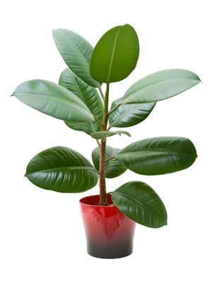 Information On Growing Rubber Tree Houseplants | Gardening Know How