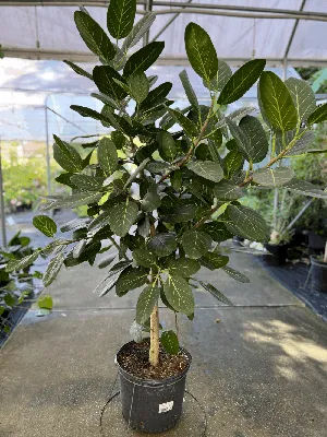 14” Ficus 'Audrey' — Apenberry's Gardens