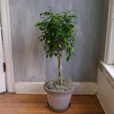 Ficus Elastica - Rubber Tree – Chicago Plants