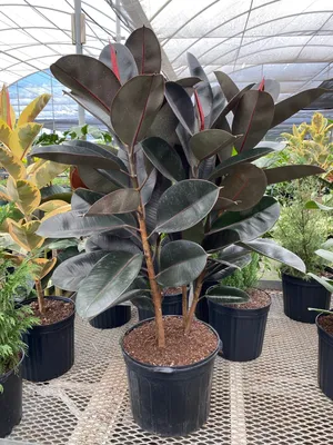 Ficus Rubber Tree Burgundy Tree Form Double – Eureka Farms