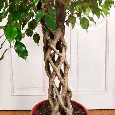 Фикус бенджамина переплетенный гигант высотой 130см в горшке (Ficus  benjamina exotica twist) купить с доставкой в СПб