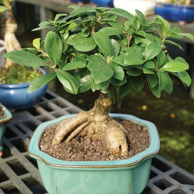 Ginseng Grafted Ficus (Microcarpa) Indoor Bonsai 6-8\" - Brussel's Bonsai