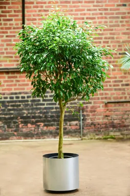 Ficus Benjamina – Interior Foliage Design