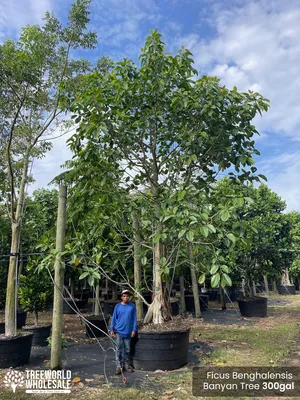 Ficus Benghalensis: Banyan Tree For Sale South Florida 🌳 | TreeWorld  Wholesale