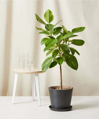 Buy Potted Ficus Altissima Indoor Plant | Bloomscape