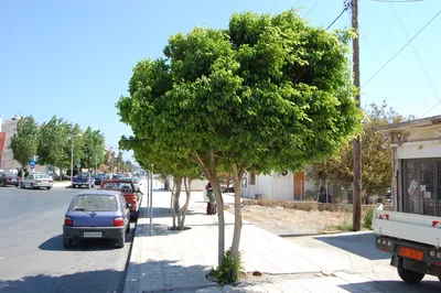 Ficus Benghalensis: Banyan Tree For Sale South Florida 🌳 | TreeWorld  Wholesale