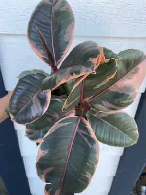 Ficus Decora Ruby Pink ( Rubber Tree) – In Succulent Love