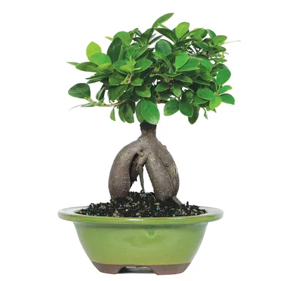 Ginseng Grafted Ficus (Microcarpa) Indoor Bonsai 6-8\" - Brussel's Bonsai