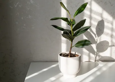 How to Grow and Care for Ficus Tineke