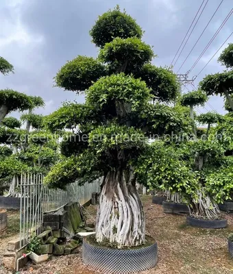 How To Grow And Care For A Ficus Tree (2024 Guide)