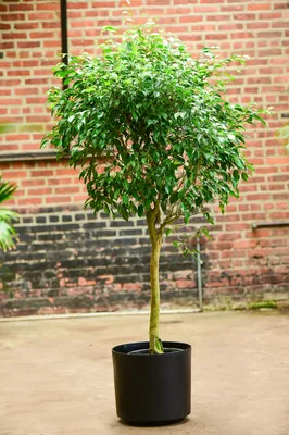 Ficus Benjamina – Interior Foliage Design