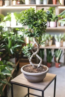 Фикус Гинсенг (Ficus ginseng) 70 см \"Бесконечность\" - купить в Минске с  доставкой, цена и фото в интернет-магазине Cvetok.by