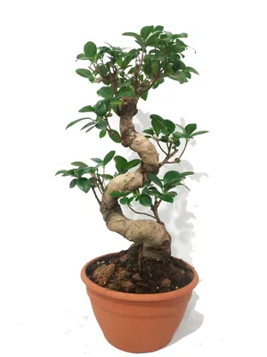 Фикус Гинсенг Микрокарпа Ficus Ginseng Microcarpa, 12*35см купить, цена в  Киеве, Львове, Одессе | Magic Gardens