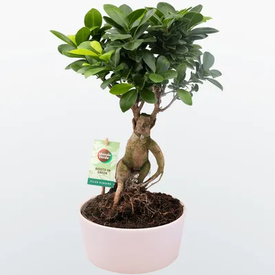 Фикус Гинсенг Микрокарпа Ficus Ginseng Microcarpa, 12*35см купить, цена в  Киеве, Львове, Одессе | Magic Gardens