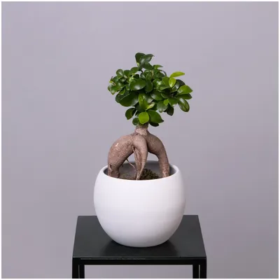 Фикус бонсай Гинсенг Микрокарпа ( Ficus Ginseng Microcarpa), 22*50 см  купить, цена в Киеве, Львове, Одессе | Magic Gardens