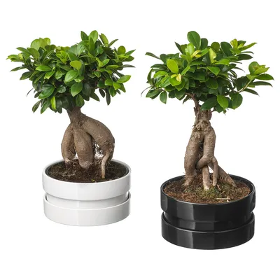 Бонсай Фикус микрокарпа Гинсенг большой 65см / Ficus microcarpa Ginseng  (ID#1881560089), цена: 2492 ₴, купить на Prom.ua