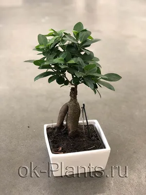 Фикус Гинсенг Микрокарпа Ficus Microcarpa Ginseng, 12*35см купить, цена в  Киеве, Львове, Одессе | Magic Gardens