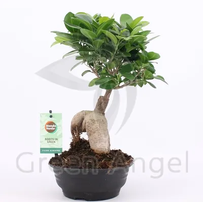 Бонсай Фикус микрокарпа Гинсенг большой 65см / Ficus microcarpa Ginseng  (ID#1881560089), цена: 2492 ₴, купить на Prom.ua