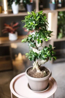 Фикус Гинсенг (Ficus Ginseng) 70-22 см \"S-образный\" - купить в Минске с  доставкой, цена и фото в интернет-магазине Cvetok.by