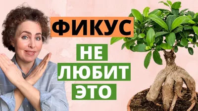 Bonsai Baku - Бонсай фикус гинсенг 130 azn | Facebook