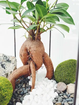 Бонсай Фикус микрокарпа Гинсенг большой 65см / Ficus microcarpa Ginseng  (ID#1881560089), цена: 2492 ₴, купить на Prom.ua