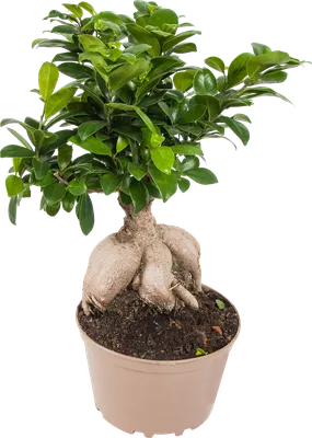 Фикус гинсенг Ficus ginseng 45/19 — цена в LETTO