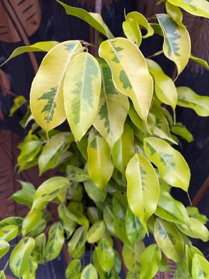 Ficus benjamina 'Golden Monique' - 2 plants/pot – Floraria Secret Garden  (SG)