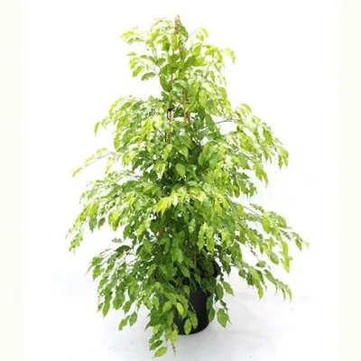 Ficus 'Golden Monique' 25cm - Big Jims Garden Centre