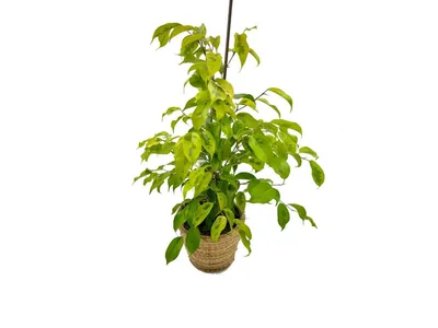 Ficus benjamina \"Golden Monique\" XXL - KytkaSem