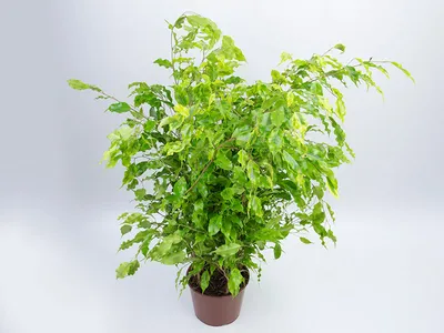 FICUS MONIQUE GOLDEN P24 - Veiling Holambra | Flores e Plantas Ornamentais