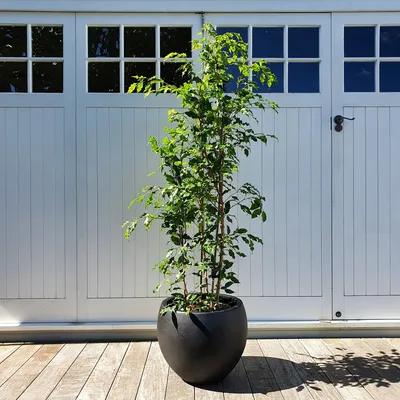 Ficus | Grounded Plant Company
