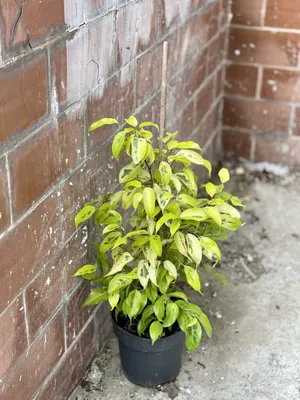 Фикус бенджамина Голден Моник - купить в интернет-магазине FreshPlants.ru с  доставкой по Москве, области, России