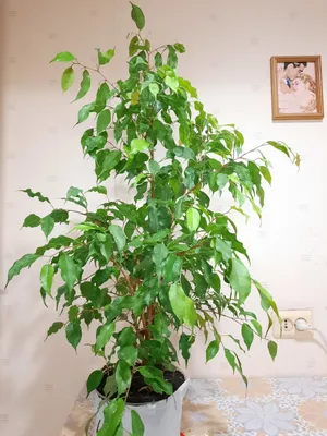 Branch of Ficus Benjamina or Weeping Fig Cultivar Golden Monique with  Leaves Isolated on White Background Stock Image - Image of benjamina, leaf:  145026363