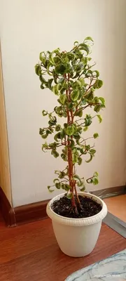 🌿Фикус Ирен🌿 Ficus Benj. 'Irene'... - Tatyana Exoticflora | Facebook