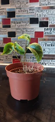 🌿Фикус Ирен🌿 Ficus Benj. 'Irene'... - Tatyana Exoticflora | Facebook