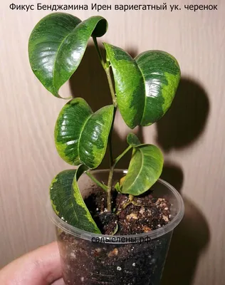 Коллекции растений ЦСБС СО РАН - Ficus benjamina L. – Фикус Бенджамина