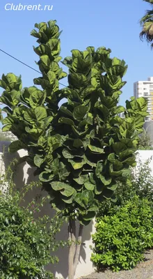 Ficus carica ´Columbaro Bianco`-Фикус карика ´Columbaro Bianco`  tosk-02-07-9379 - Предзаказ - Patioflowers