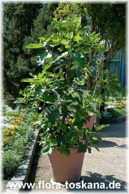 Ficus carica (violette Früchte)-Фикус карика пестролистный tosk-02-07-5942  - Предзаказ - Patioflowers