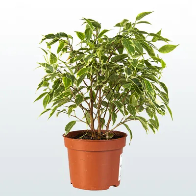 Фикус Бенджамина Голден Кинг Ficus Benjamina Golden King, 16 дм, 1 шт -  купить по выгодной цене в интернет-магазине OZON (501644192)